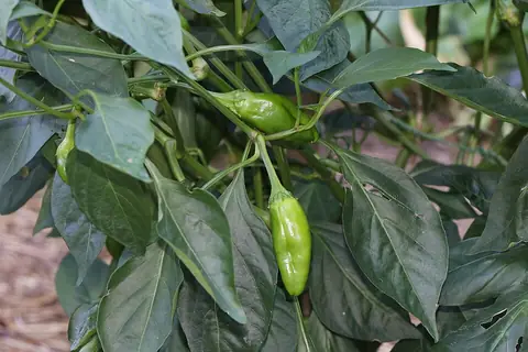 Green capsicum peppers growing on a leafy plant