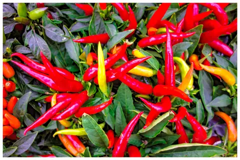 Bright red and orange chilli peppers on the plant