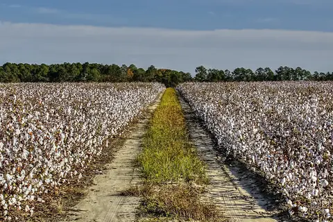 Rows of cotton plants with open white bolls