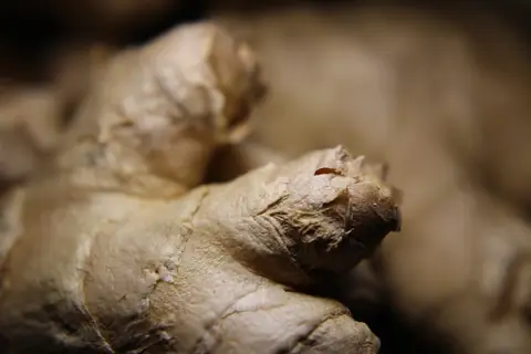 Close-up of a fresh ginger rhizome