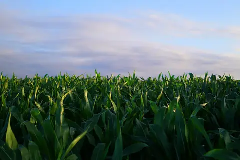 Green maize crop growing in a field