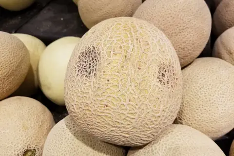 Freshly harvested muskmelons