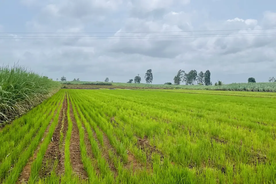 Rows of young green paddy in a rice field