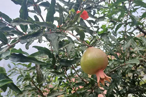 Pomegranate fruit growing on a tree