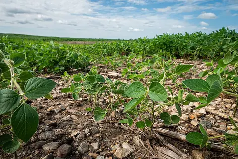 Young soybean plants growing in a field