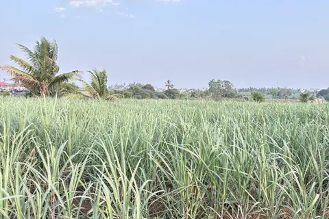 Sugarcane crop growing in a field lined with palm trees