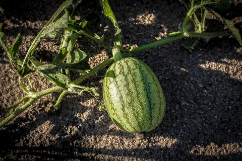 Young watermelon growing on the vine in the field